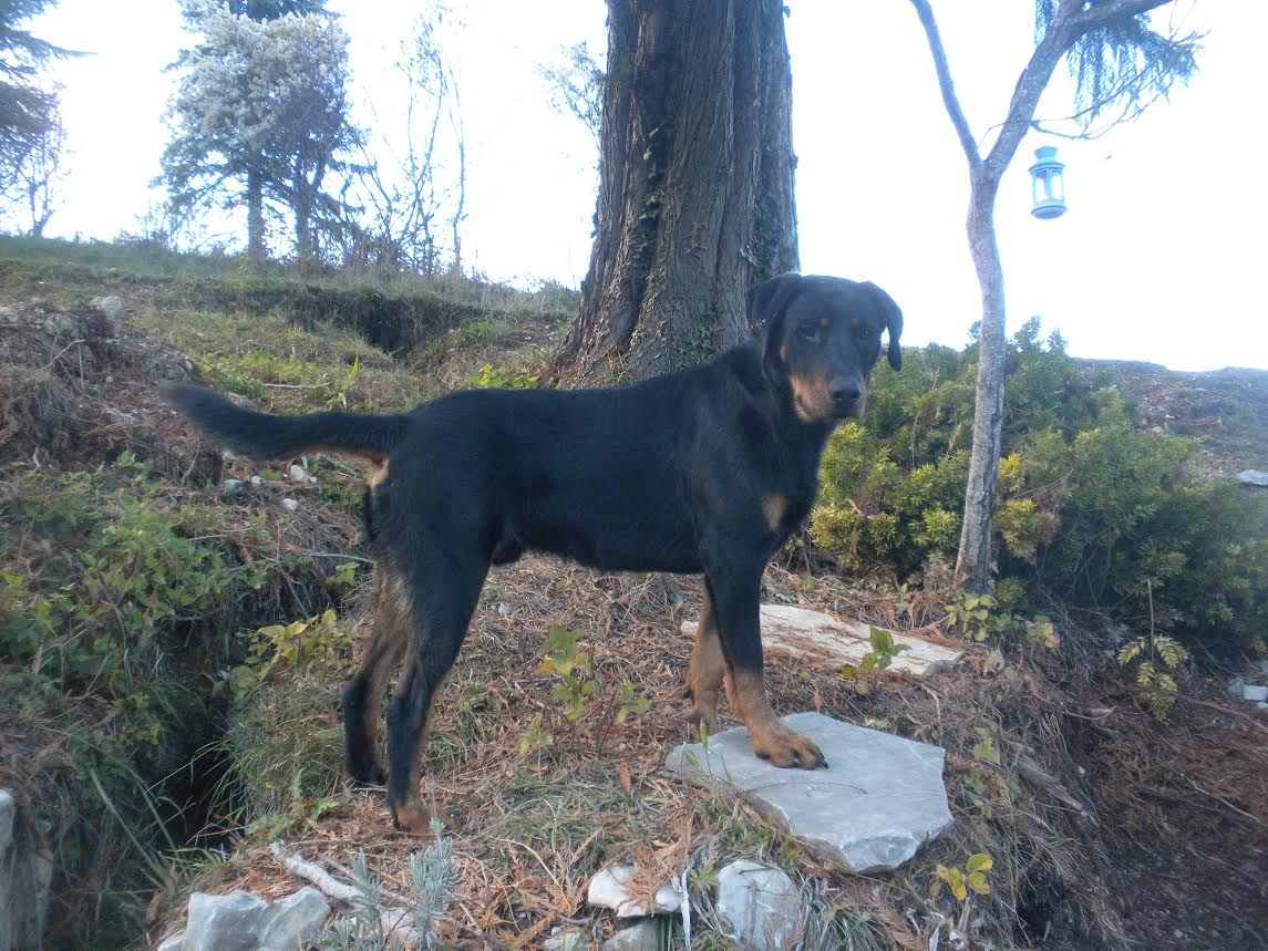 domainedelalicorne.fr photo chien beauceron photo chiot beauceron Elevage de beauceron chiot beauceron pure race élevage du clos de la licorne elevage des gardiens de la licorne elevage beauceron noir et feu authentique gros gabarits élevage de Beauceron familial sérieux et qualité domainedelalicorne.fr suivi des chiots conseil d’éducation chiot propre bas rouge santé caractère spécialiste du beauceron noir et feu ou arlequin chien rustique berger de France  nos chiots sont élevés avec amour et attention notre passion au service de la qualité Beauceron de qualité et sportif domaine de la licorne 04380 BARRAS élevage en liberté éleveur berger de beauce élevage de beauceron de travail 06 11 20 51 93 site domainedelalicorne.fr mail domainedelalicorne@gmail.com
